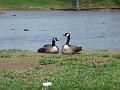 Canadian geese at picnic spot